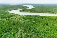 Desarrollo del bosques costeros promueve economía verde en Vietnam
