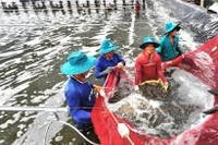 Foto ilustrativa (Fuente: VNA)