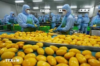 Procesamiento de mango vietnamita para exportar a Estados Unidos, la Unión Europea, Corea del Sur y Japón en una empresa de la provincia de An Giang (Fuente: VNA)