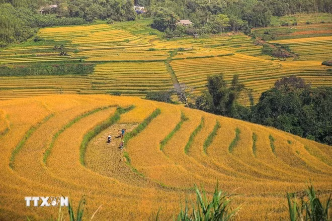2210-ruong-bac-thang-mien-doi.jpg