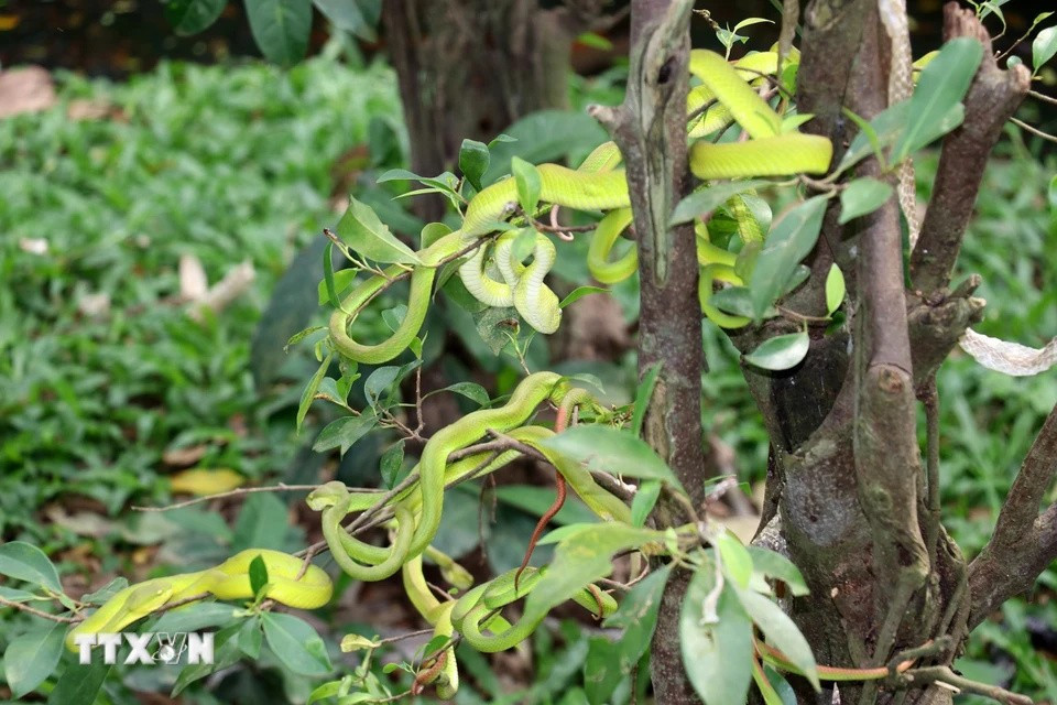 Las serpientes verdes se crían en un entorno seminatural en la granja de Dong Tam. (Foto: VNA)