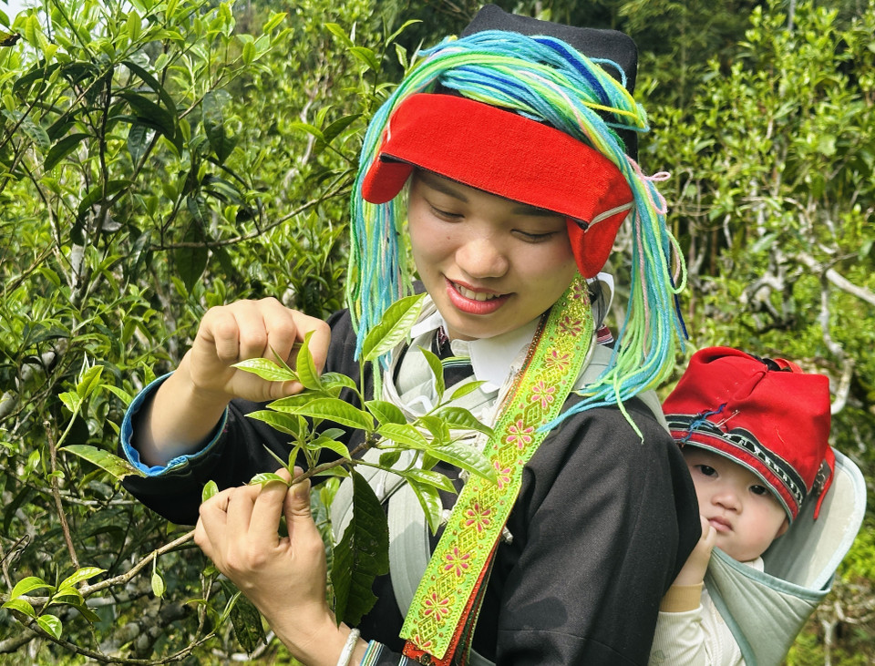 Las mujeres Dao llevan a sus hijos en sus espaldas para recoger té de primavera en la cima de Tay Con Linh. Foto: VNA