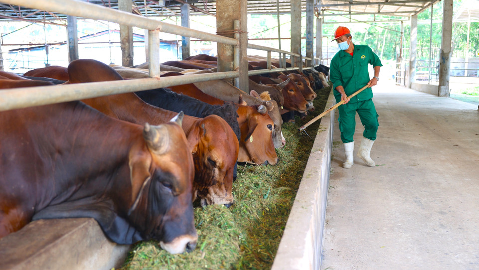 Las vacas reciben una dieta especial que combina pasto de maíz fermentado, melaza y salvado, junto con un régimen de descanso antes del sacrificio, según las normas Halal. (Foto: VNA)