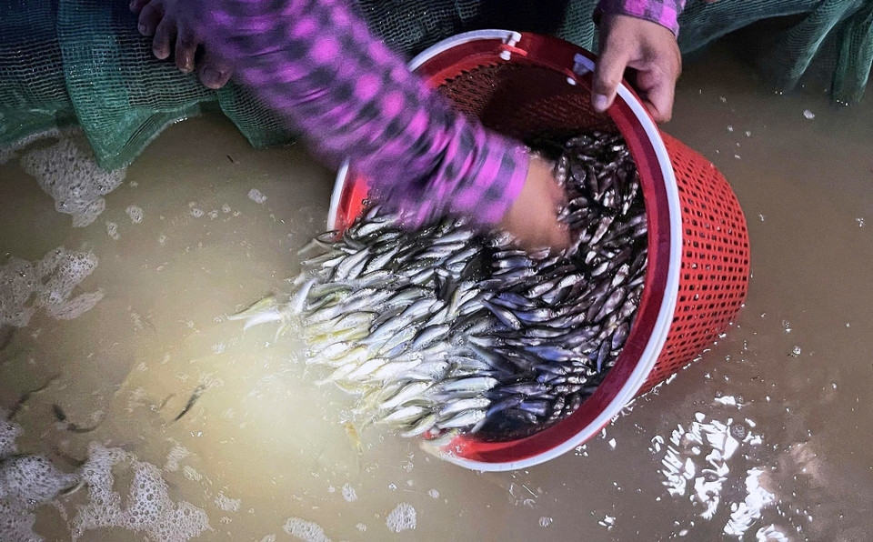 Tras la captura, los peces linh jóvenes deben conservarse en bolsas de malla o recipientes de plástico con oxígeno para mantenerlos vivos y poder venderlos a buen precio. Foto: VNA
