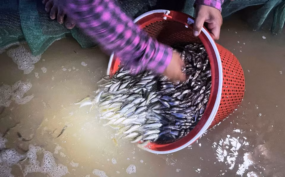 Tras la captura, los peces linh jóvenes deben conservarse en bolsas de malla o recipientes de plástico con oxígeno para mantenerlos vivos y poder venderlos a buen precio. Foto: VNA