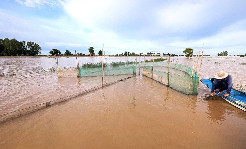Los habitantes de la zona alta de la provincia de An Giang acuden a los campos inundados para capturar peces linh jóvenes al amanecer. Foto: VNA
