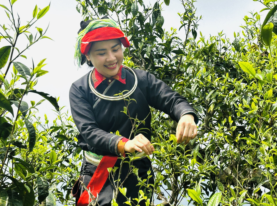 Las mujeres Dao recogen té de primavera en el pico Tay Con Linh. Foto: VNA