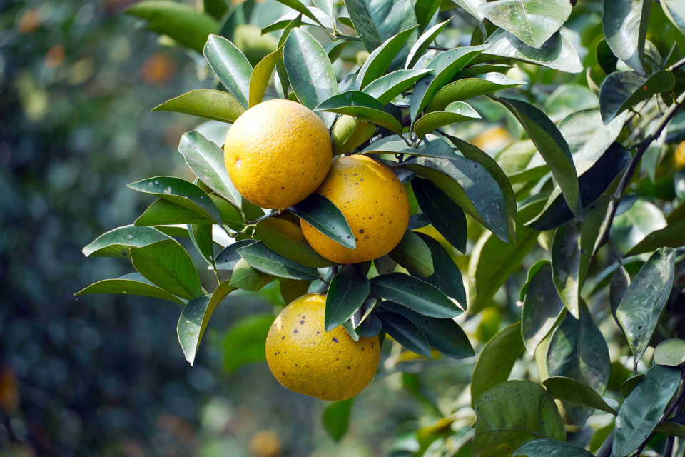Las naranjas de Thuong Loc tienen un aroma intenso, dulce, crujiente y característico. Foto: VNA
