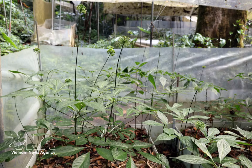 Jardín de semillas de ginseng Ngoc Linh de la Estación de Plantas Medicinales de Tra Linh. Foto: VNA