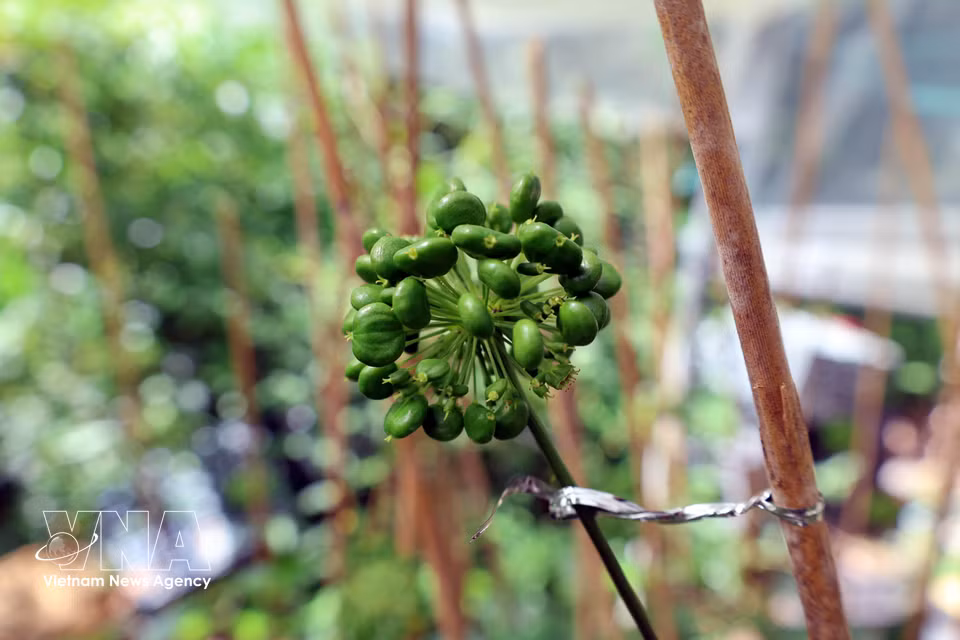 Plantas de ginseng con abundante fruto, listas para la cosecha. Foto: VNA