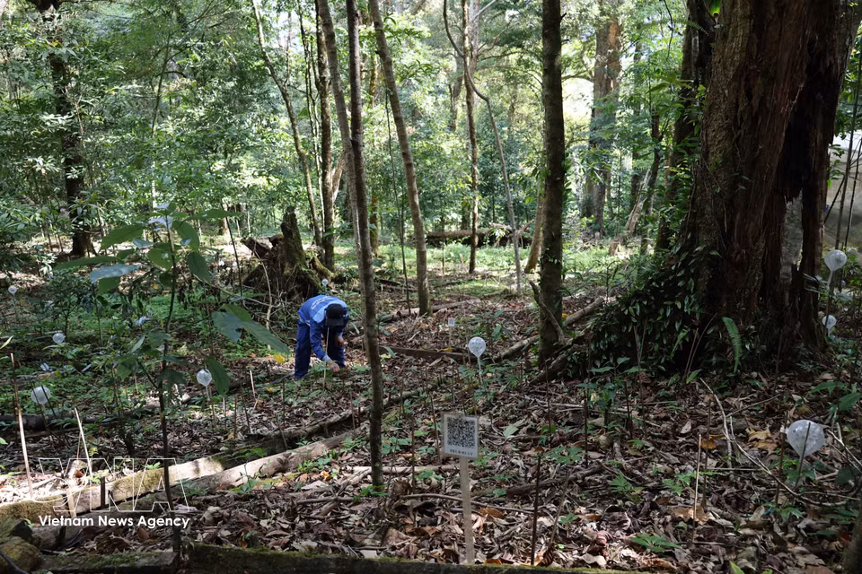 Plantaciones de ginseng de larga tradición pertenecientes a la etnia Xo Dang, que prosperan en la cima del monte Ngoc Linh. Foto: VNA