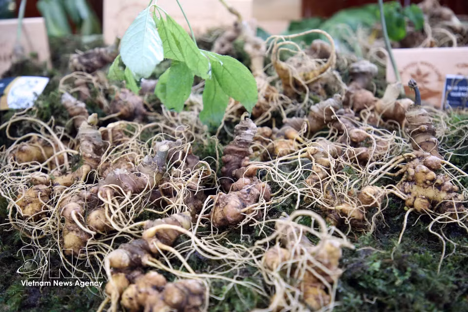 Raíces de ginseng Ngoc Linh, con un valor de decenas de millones de VND por kilogramo, que se venden en un mercado. Foto: VNA