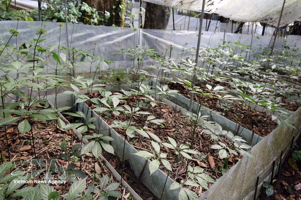 Plantaciones de ginseng de larga tradición pertenecientes a la etnia Xo Dang, que prosperan en la cima del monte Ngoc Linh. Foto: VNA