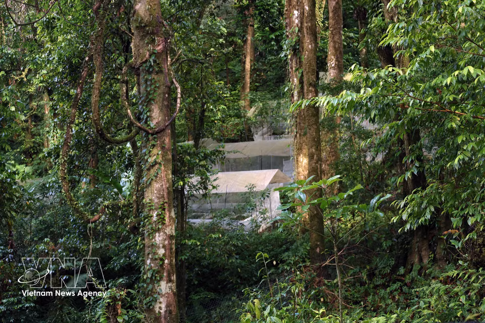 Plantaciones de ginseng de la etnia Xo Dang, ocultas bajo los bosques primigenios de la cima del monte Ngoc Linh. Foto: VNA