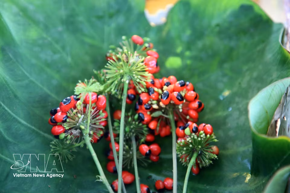 Los racimos de semillas maduras de ginseng rojo Ngoc Linh son una valiosa fuente de semillas para el cultivo. Foto: VNA