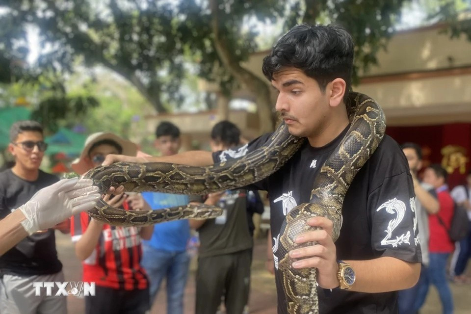 Turistas indios toman fotografías con pitones en la granja de serpientes Dong Tam. (Foto: VNA)
