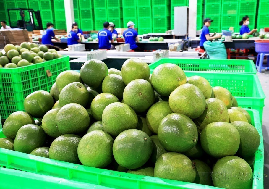 Los limones verdes y los pomelos son las dos siguientes frutas vietnamitas que se exportarán a Nueva Zelanda, después de los mangos, las pitahayas y los rambutanes. Foto: VNA