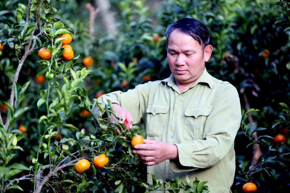 Lu Van Bang, de la aldea de Muong Yen, barrio de Chieng Coi (provincia de Son La), cosecha mandarinas para abastecer el mercado. (Foto: VNA)