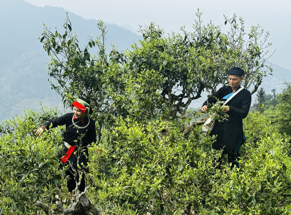 Una pareja Dao lleva a su hijo a recoger té de primavera en la cima de Tay Con Linh. Foto: VNA