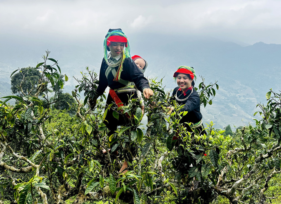 Las mujeres Dao recogen té de primavera en la cima de Tay Con Linh. Foto: VNA