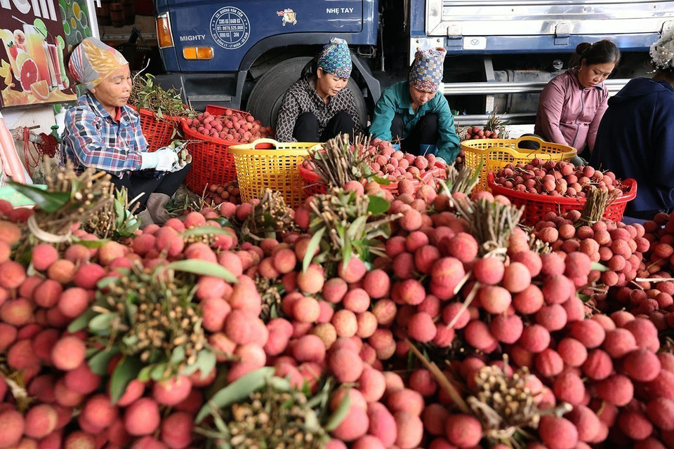 Clasificación de lichis frescos para el mercado nacional y la exportación en una finca que cultiva esta fruta según las normas VietGAP, por la Cooperativa Verde Luc Ngan, distrito de Luc Ngan, provincia de Bac Giang. Foto: VNA