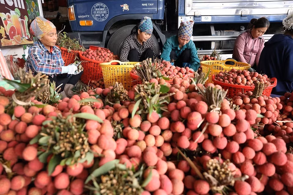 Clasificación de lichis frescos para el mercado nacional y la exportación en una finca que cultiva esta fruta según las normas VietGAP, por la Cooperativa Verde Luc Ngan, distrito de Luc Ngan, provincia de Bac Giang. Foto: VNA