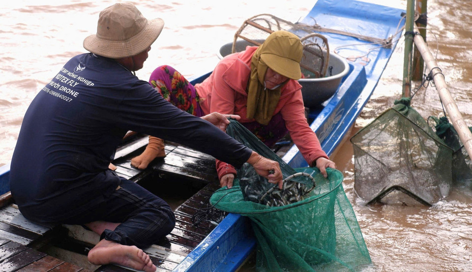 Cuando llega la temporada de inundaciones, las tierras de producción fuera del dique se inundan y la agricultura se interrumpe temporalmente. Gracias a las ganancias de la pesca de linh, los pobladores obtienen ingresos para cubrir sus gastos y enviar a sus hijos a la escuela. Foto: VNA