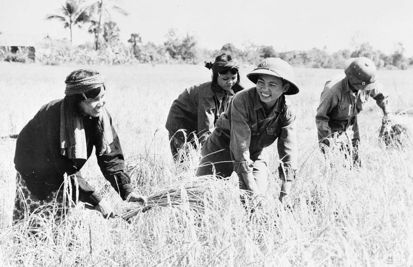 Soldados vietnamitas ayudando al pueblo camboyano a cosechar arroz. (Foto: VNA)