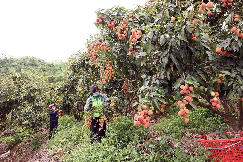Cosecha de lichi de temporada principal en hogares que cultivan esta fruta según los estándares VietGAP de la Cooperativa Luc Ngan Xanh, distrito de Luc Ngan, provincia de Bac Giang. Foto: VNA