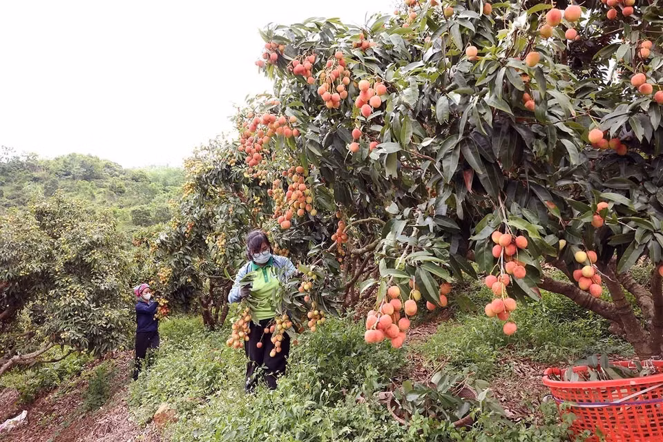 Cosecha de lichi de temporada principal en hogares que cultivan esta fruta según los estándares VietGAP de la Cooperativa Luc Ngan Xanh, distrito de Luc Ngan, provincia de Bac Giang. Foto: VNA