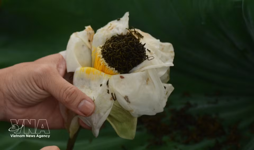 El té infusionado en flores de loto de Hue tiene un aroma puro y delicado. Foto: VNA
