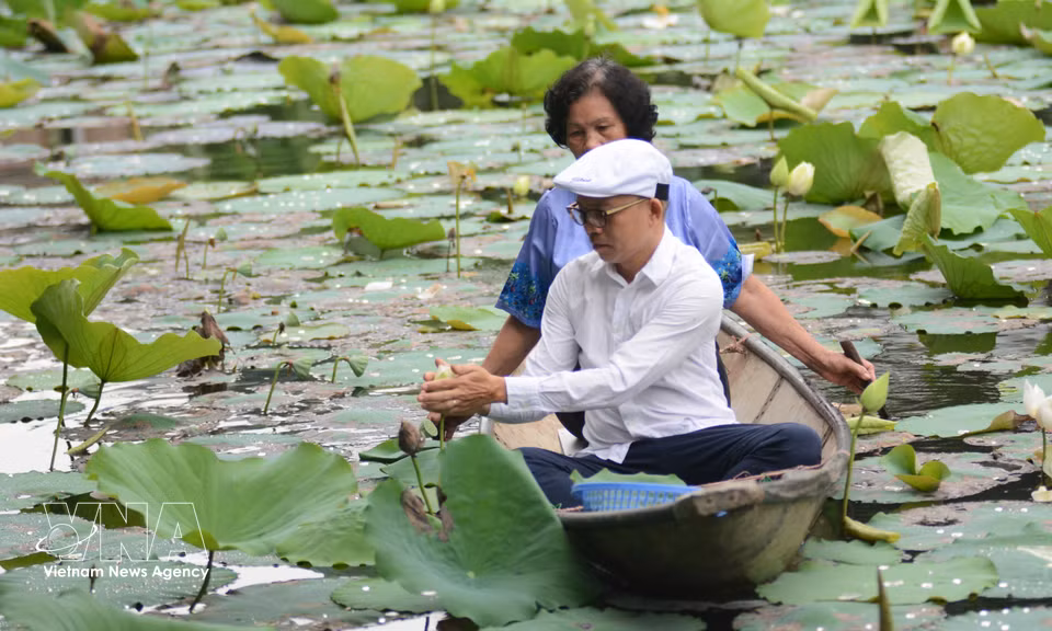 El artesano debe levantarse temprano por la mañana para seleccionar meticulosamente las flores de loto para la infusión. Foto: VNA