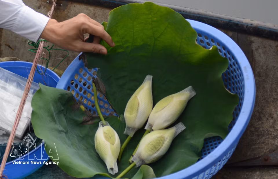 La flor que contiene el té de loto se cosecha después de un día de infusión. Foto: VNA