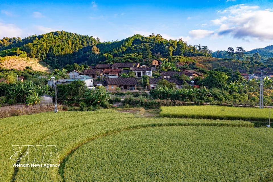Los arrozales que se extienden al pie de las montañas constituyen un atractivo paraje natural para el turismo experiencial. Foto: VNA