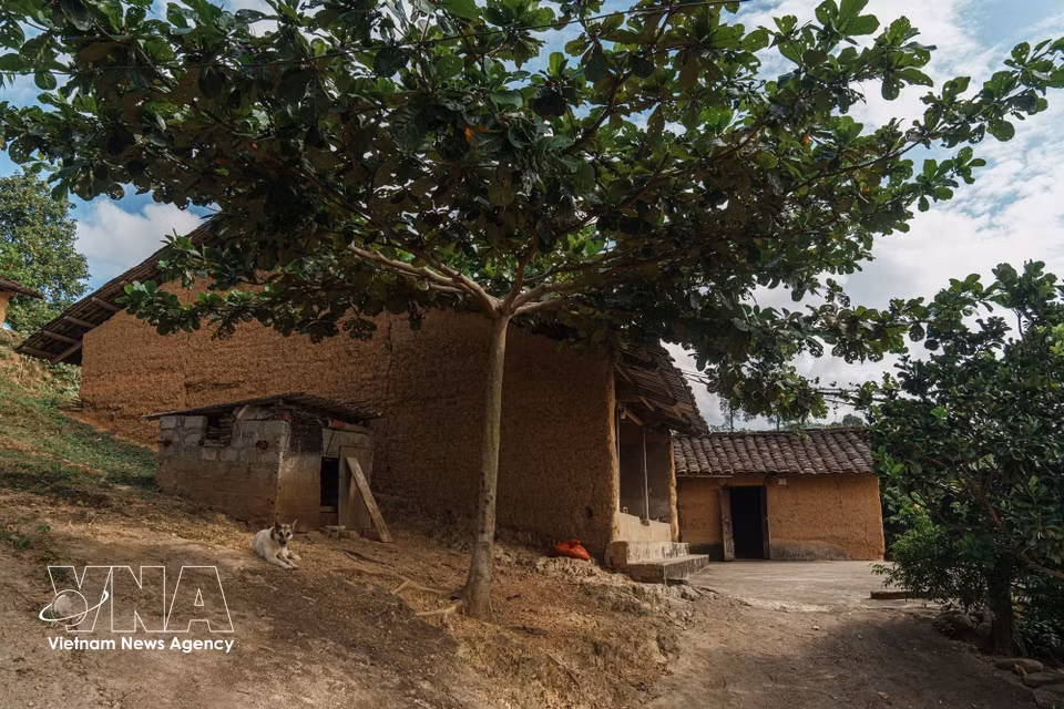 Casas de adobe bajo la frondosa copa de grandes árboles, espacios vitales estrechamente conectados con la naturaleza, de gran valor para el turismo comunitario. Foto: VNA