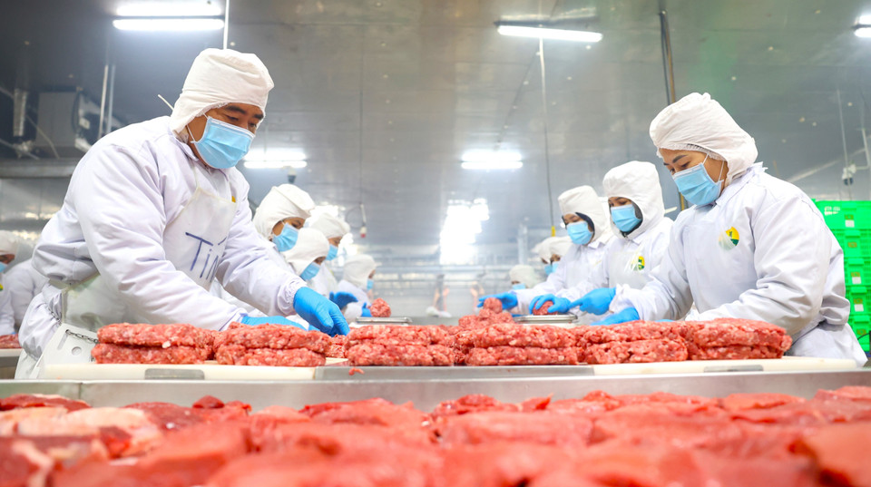 La carne de res de la compañía Pacow International es muy apreciada en el mercado Halal gracias a su estricto cumplimiento de las normas de higiene, los procedimientos de sacrificio y la transparencia en la cadena de suministro. (Foto: VNA)