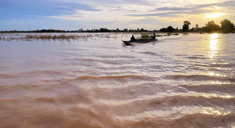 El pez linh, una especialidad de la región occidental, llega con las inundaciones y desaparece con ellas. El pez linh es como un regalo de la Madre Naturaleza a la región del Delta del Mekong. Foto: VNA