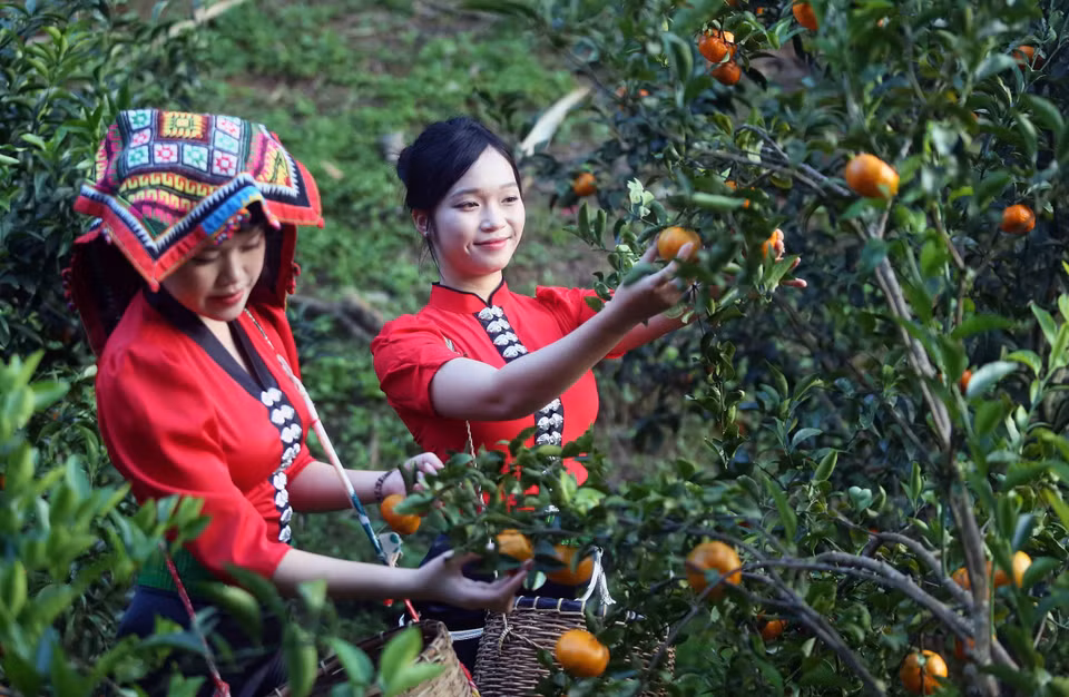 Visitantes explorando un huerto de mandarinas en la aldea de Muong Yen, barrio de Chieng Coi. (Foto: VNA)