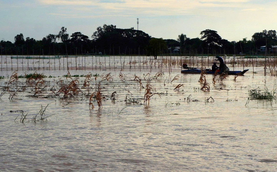 Los habitantes de la zona alta de la provincia de An Giang acuden a los campos inundados para capturar peces linh jóvenes al amanecer. Foto: VNA