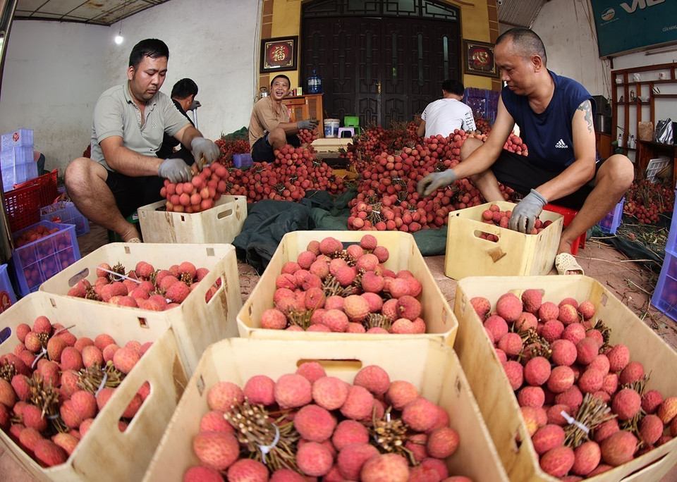 Envasado y conservación de lichis de temporada principal para exportación en una granja agrícola familiar, calle Kim, distrito de Luc Ngan, provincia de Bac Giang. Foto: VNA