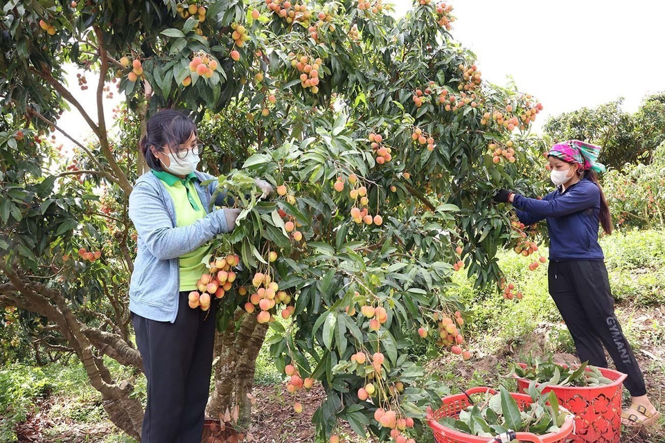 Cosecha de lichi de temporada principal en hogares que cultivan esta fruta según los estándares VietGAP de la Cooperativa Luc Ngan Xanh, distrito de Luc Ngan, provincia de Bac Giang. Foto: VNA