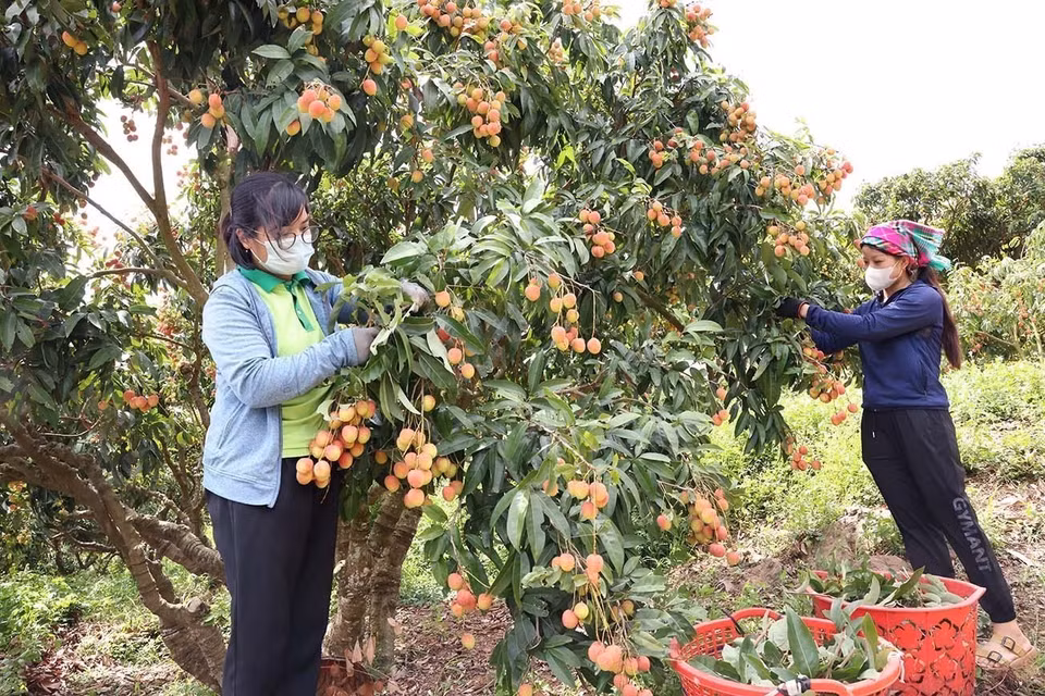 Cosecha de lichi de temporada principal en hogares que cultivan esta fruta según los estándares VietGAP de la Cooperativa Luc Ngan Xanh, distrito de Luc Ngan, provincia de Bac Giang. Foto: VNA