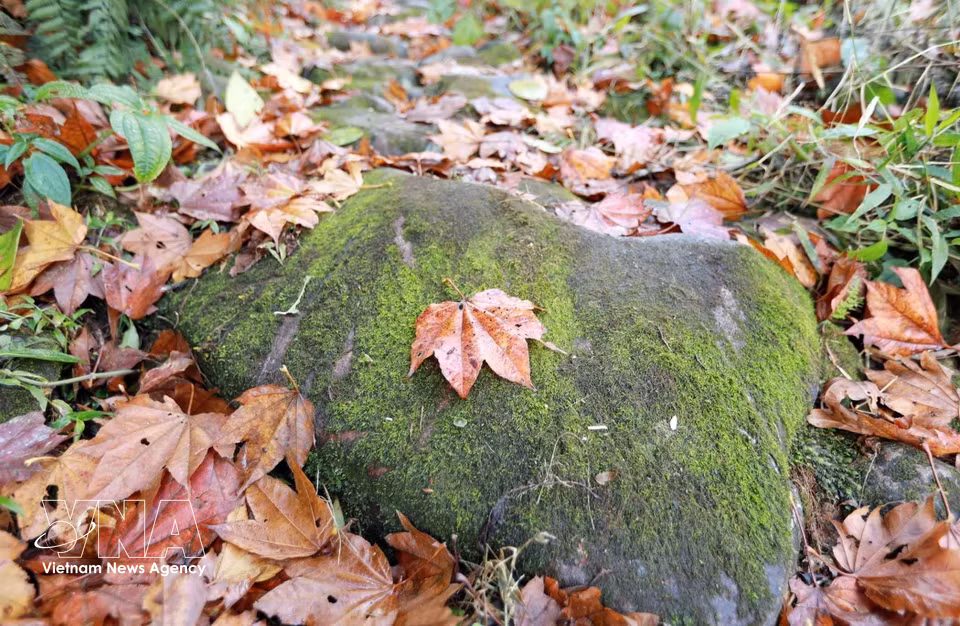 En el camino de piedra, se pueden encontrar bloques de piedra de aproximadamente 50-70 cm de lado, cubiertos de musgo, que se ocultan bajo una capa de hojas. Foto: VNA