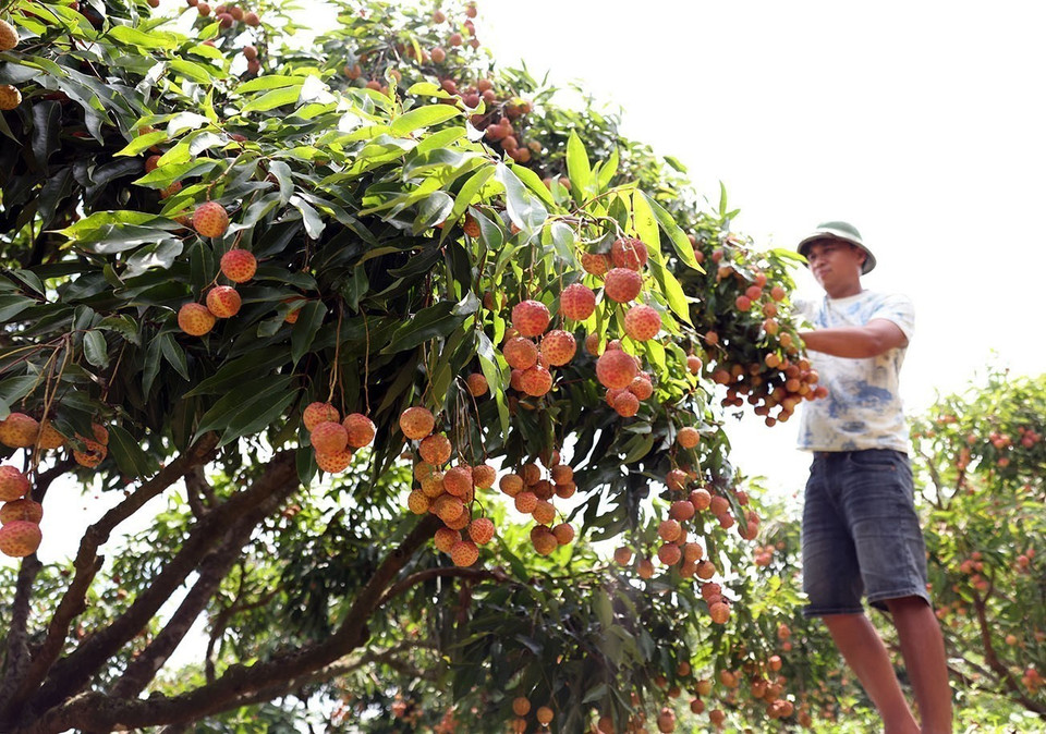Cosecha de lichi de temporada principal en hogares que cultivan esta fruta según los estándares VietGAP de la Cooperativa Luc Ngan Xanh, distrito de Luc Ngan, provincia de Bac Giang. Foto: VNA
