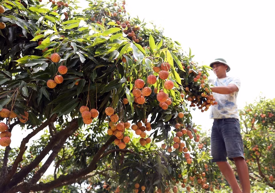 Cosecha de lichi de temporada principal en hogares que cultivan esta fruta según los estándares VietGAP de la Cooperativa Luc Ngan Xanh, distrito de Luc Ngan, provincia de Bac Giang. Foto: VNA