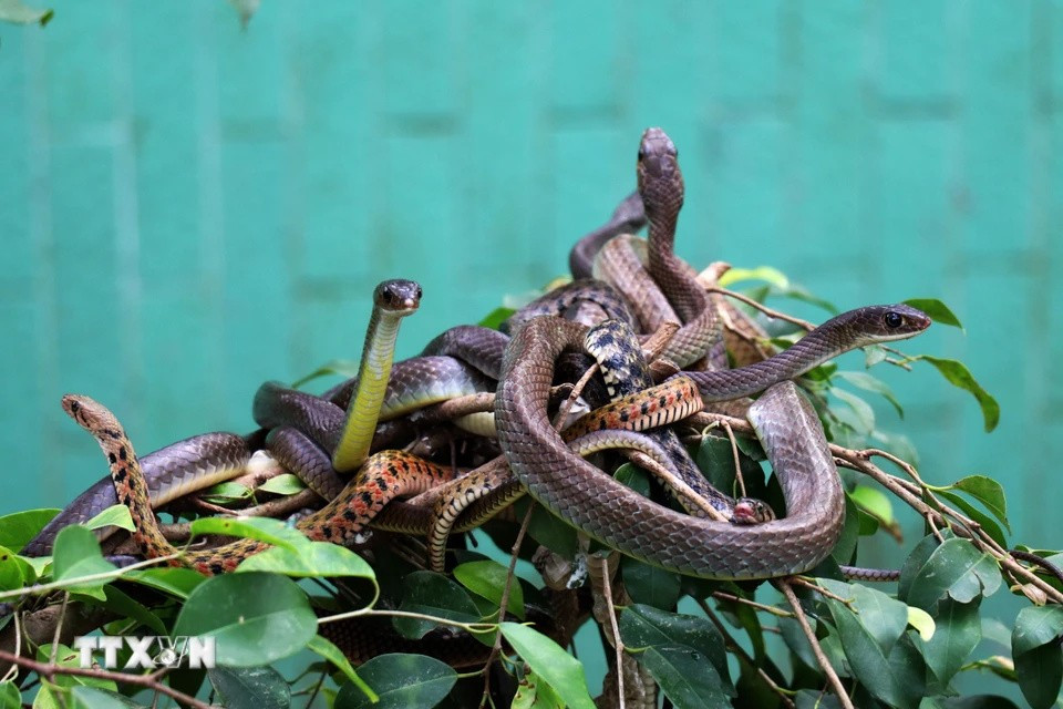 Área de cría seminatural de serpientes en la granja Dong Tam. (Foto: VNA)