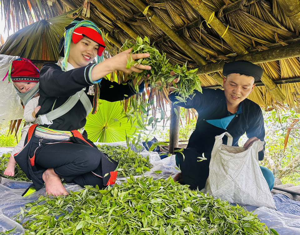 Los Dao en la provincia de Ha Giang cosechan té de primavera en la cima de Tay Con Linh. Foto: VNA
