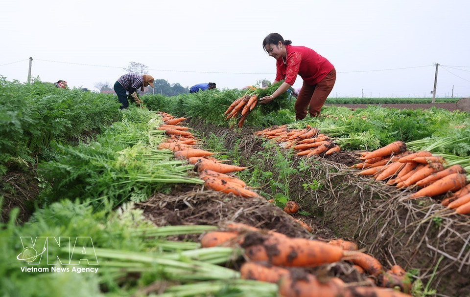 La comuna de Tue Tinh es una de las localidades con mayor superficie cultivada de zanahorias en la ciudad de Hai Phong, con 495 hectáreas sembradas en 2025-2026 y un rendimiento medio estimado de 504 quintales por hectárea. Foto: VNA
