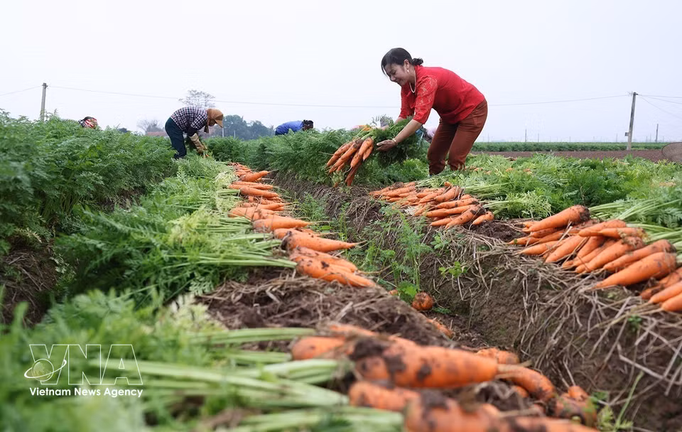 La comuna de Tue Tinh es una de las localidades con mayor superficie cultivada de zanahorias en la ciudad de Hai Phong, con 495 hectáreas sembradas en 2025-2026 y un rendimiento medio estimado de 504 quintales por hectárea. Foto: VNA