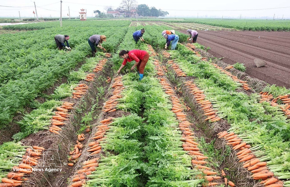 Cosecha de zanahorias para exportación en una zona de producción concentrada a gran escala, comuna de Tue Tinh, ciudad de Hai Phong. Foto: VNA